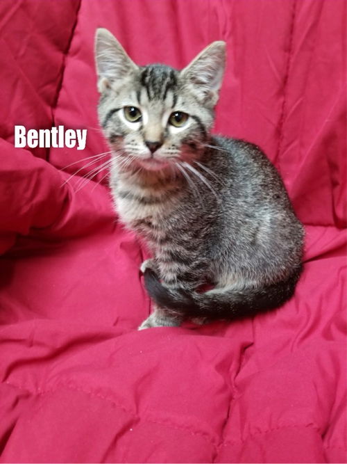 Bentley/bc