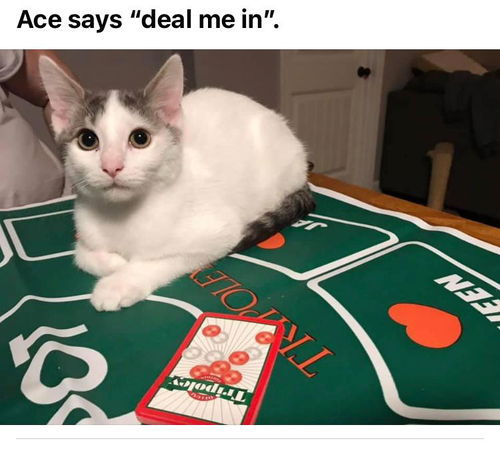 Ace/al