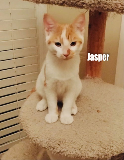 Jasper/mb