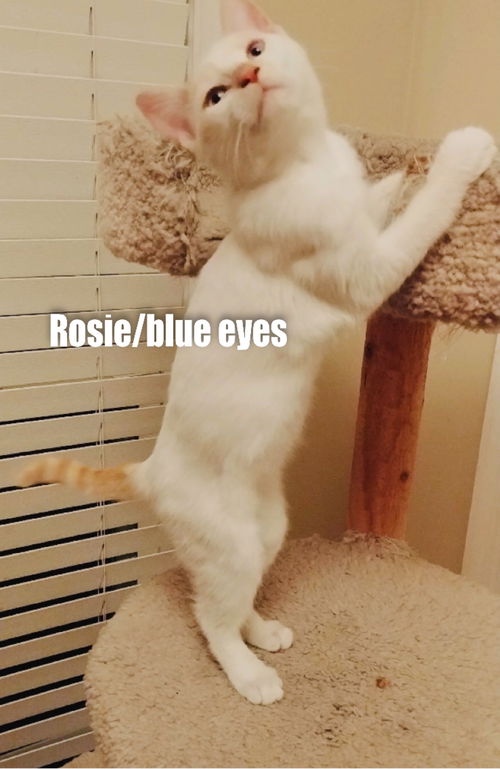 Rosie/mb