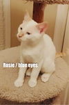 Rosie/mb