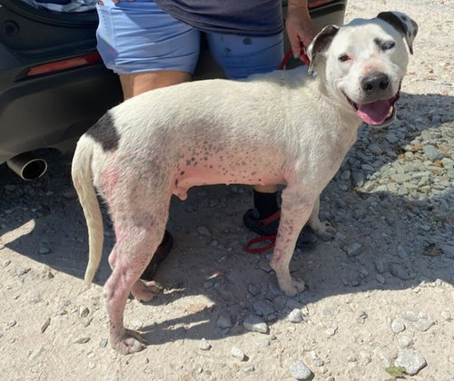 picture of the dog needing adoption