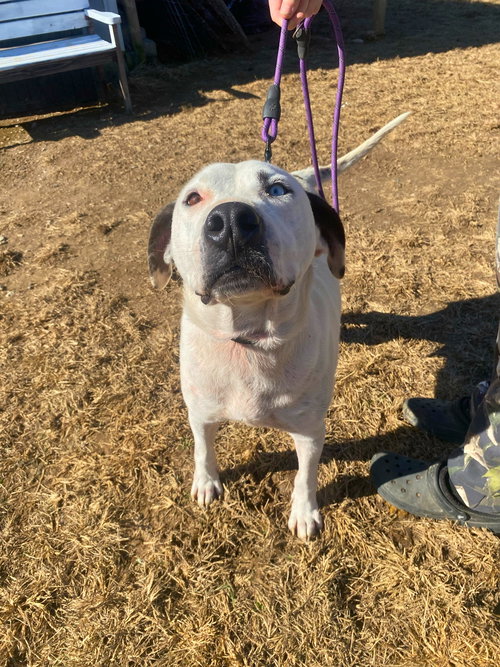 picture of the dog needing adoption