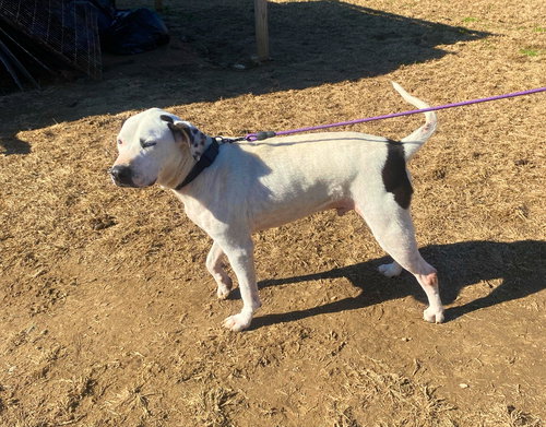 BLUE (JH) - Pit Bull Terrier available for adoption