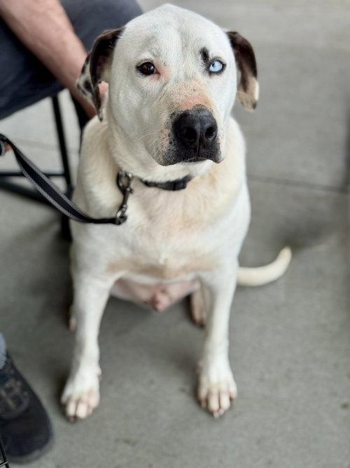 BLUE (JH) - Pit Bull Terrier available for adoption