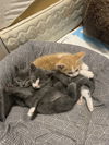 Kittens/ th