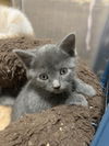Kittens/ th