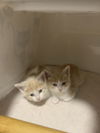 Kittens/ th