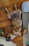 Duncan 'Dunks' - b