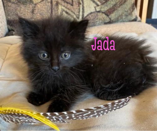 Jada/pc