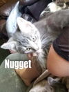 Nugget/hhs