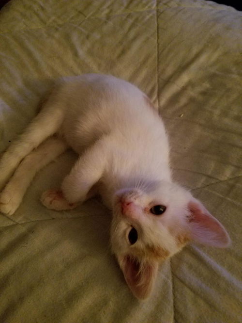 Tigger/hhs