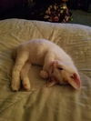 Tigger/hhs