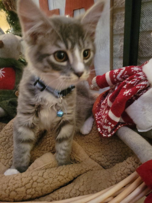 Mr. Fluff/rob