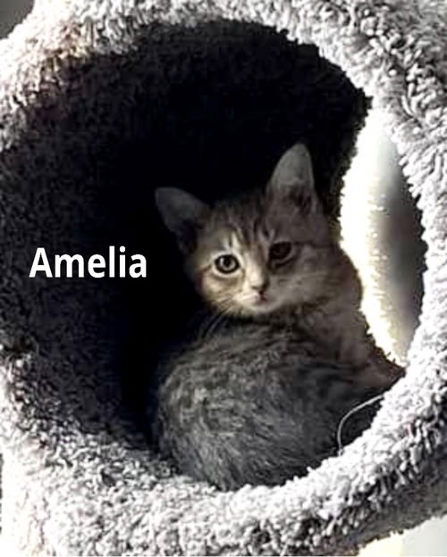 Amelia/al