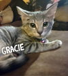 Gracie/rg