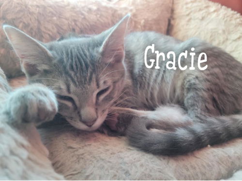 Gracie/rg