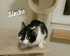 Simba/pam