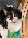 Simba/pam