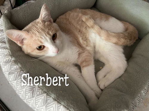 Sherbert/kk