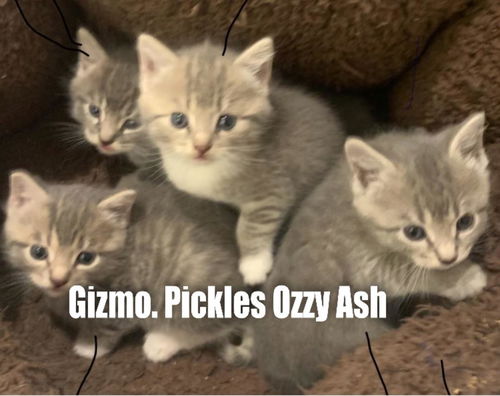 Ash Ozzie Gizmo   th