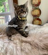 Smudge/pc
