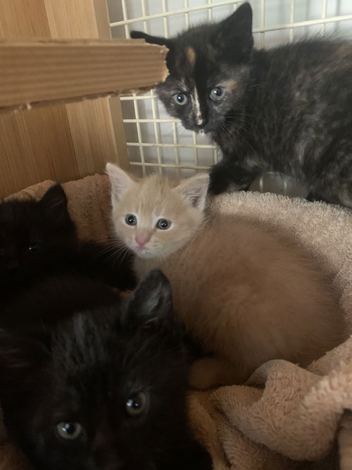 Kittens (6). Th