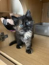 Kittens (6). Th