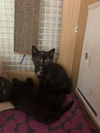 Kittens (6). Th