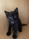 Kittens (6). Th