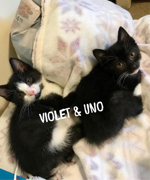 Uno and Violet pc