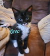 Oreo/rg