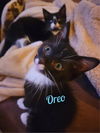 Oreo/rg