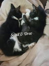 Oreo/rg