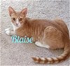 adoptable Cat in white bluff, TN named Blaise/mb