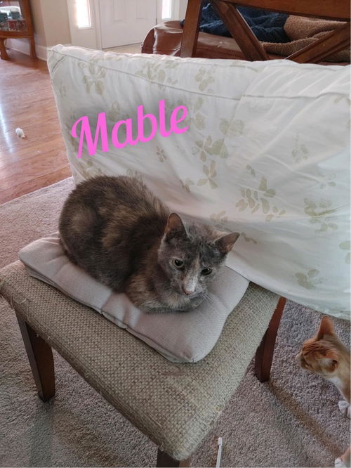 Mabel/mb