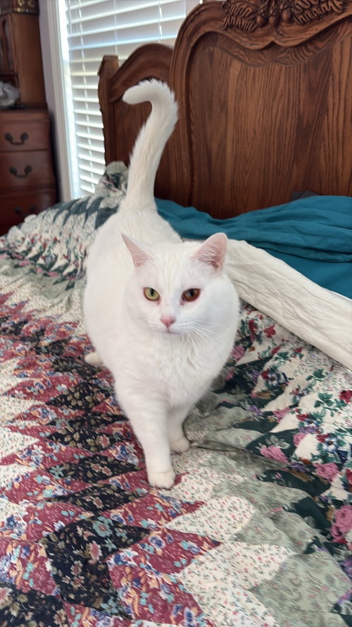 Shiloh/kk, a cat for adoption from Last Chance Pet Rescue, Inc