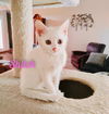 Shiloh/kk