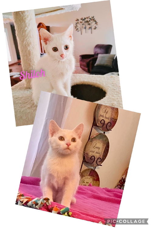Shiloh/kk