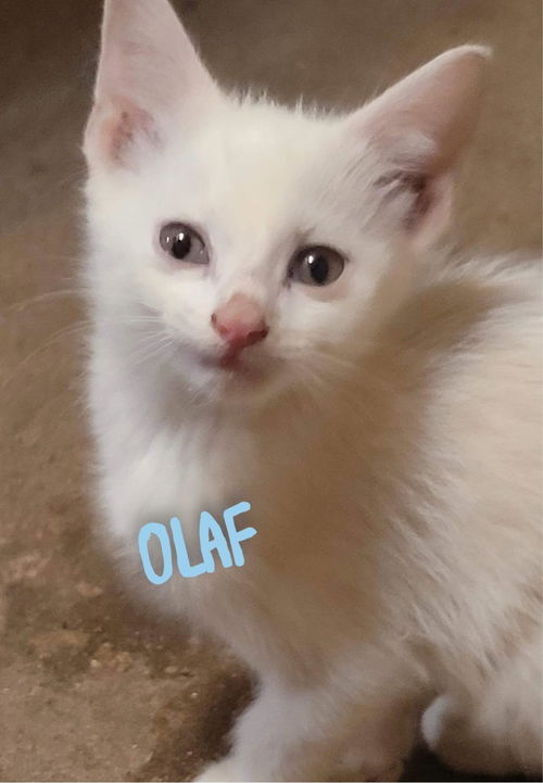 Olaf/kk