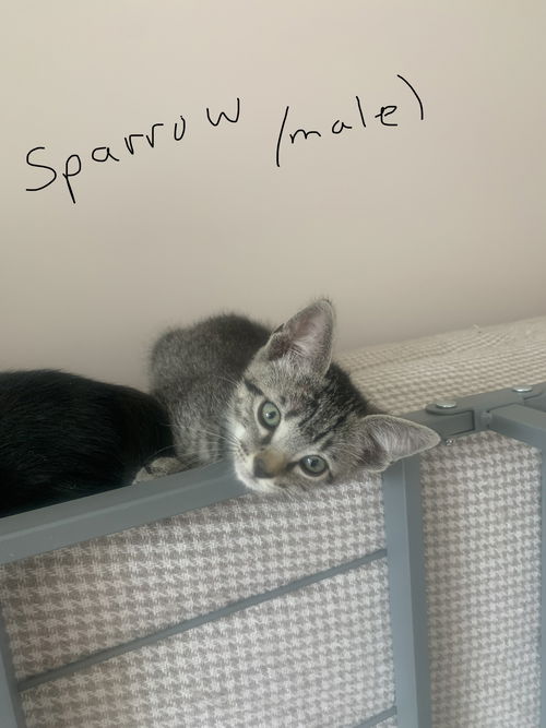 Sparrow th