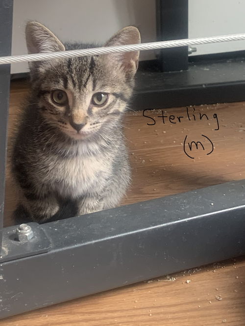 Sterling th