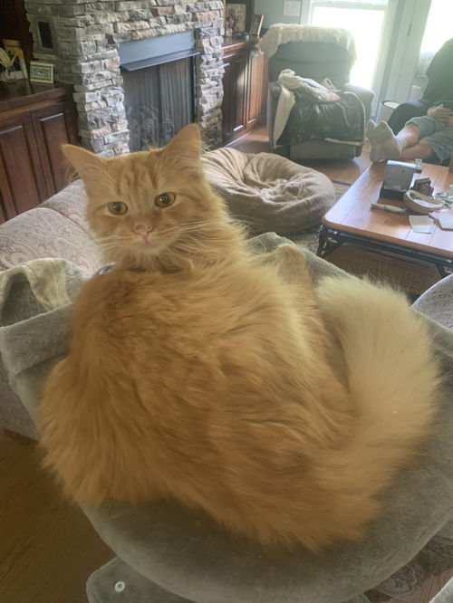 Simba th