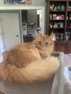 Simba th