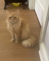 Simba th