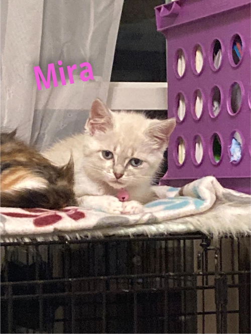 Mira/kk