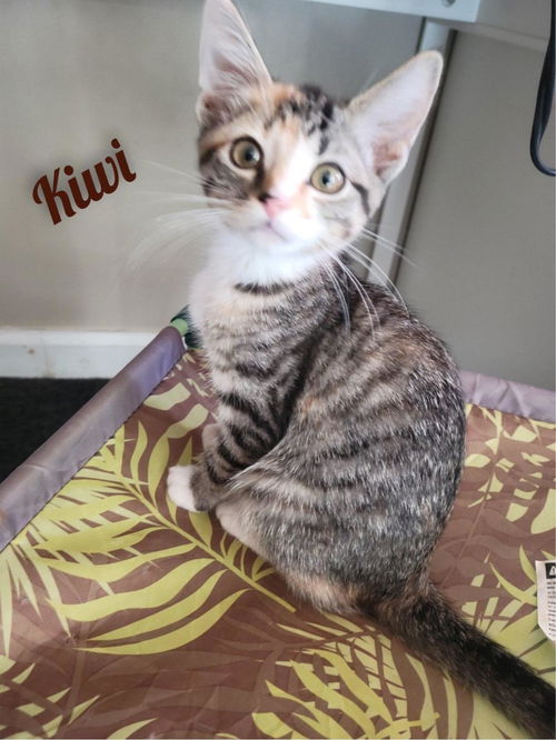 Kiwi/rg