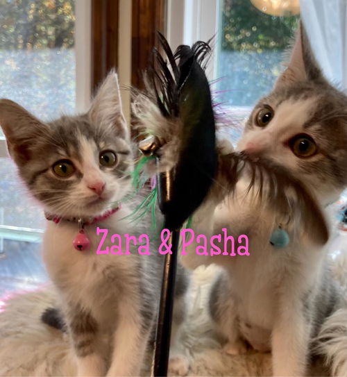 Zara & Pasha/kk