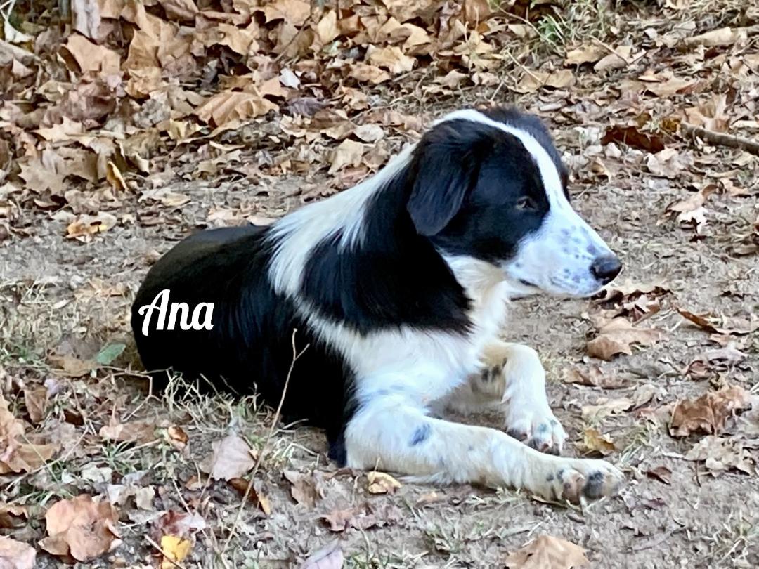 Dog for Adoption Ana /mm/kk, a Border Collie in Clarksville, TN