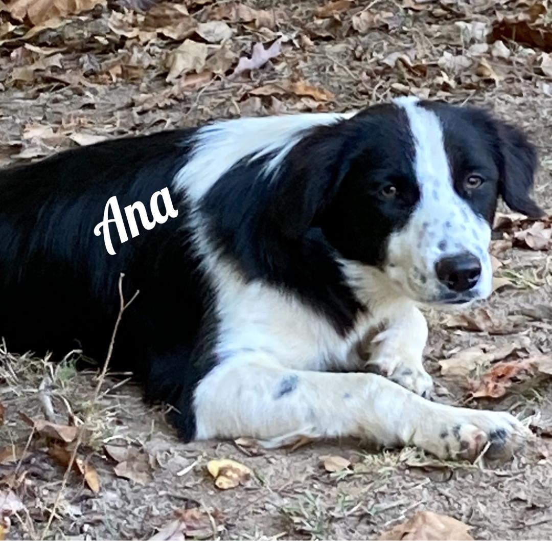 Dog for Adoption Ana /mm/kk, a Border Collie in Clarksville, TN